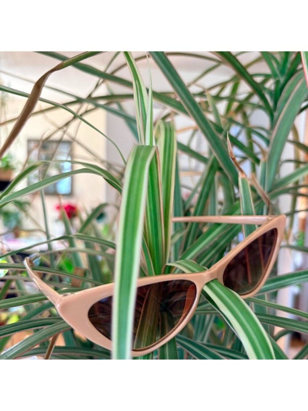 Cream cat eye sunglasses with light brown lenses - Picture 4 of 4